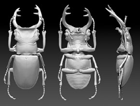 甲蟲精雕模型圖紙下載_享刻玉器電腦雕刻機廠家